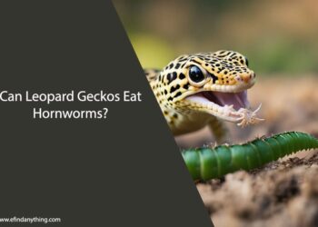 Can Leopard Geckos Eat Hornworms