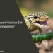 Can Leopard Geckos Eat Hornworms