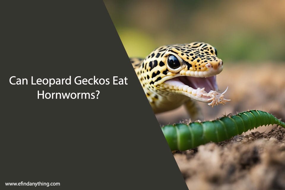 Can Leopard Geckos Eat Hornworms