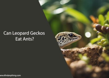 Can Leopard Geckos Eat Ants