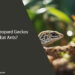 Can Leopard Geckos Eat Ants