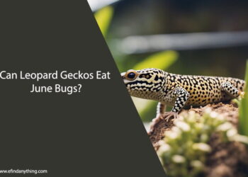 Can Leopard Geckos Eat June Bugs
