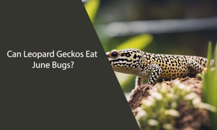 Can Leopard Geckos Eat June Bugs?