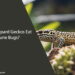 Can Leopard Geckos Eat June Bugs