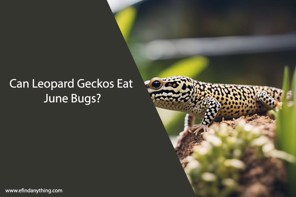 Can Leopard Geckos Eat June Bugs