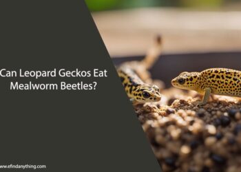 Can Leopard Geckos Eat Mealworm Beetles