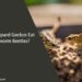 Can Leopard Geckos Eat Mealworm Beetles
