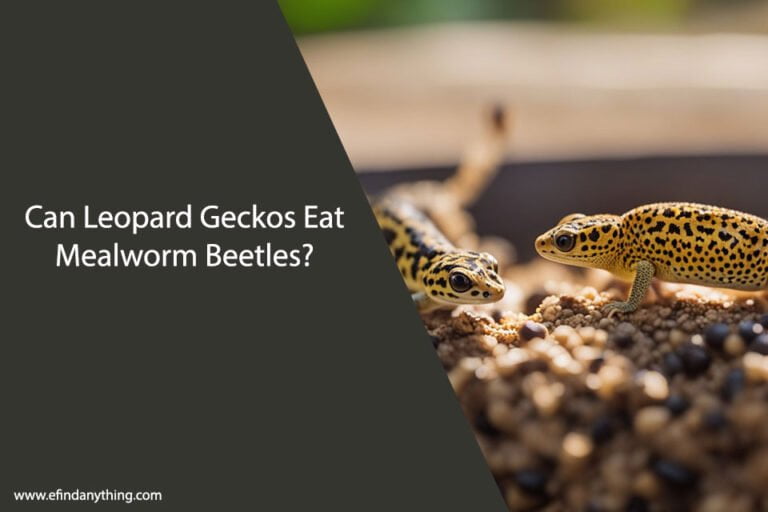Can Leopard Geckos Eat Mealworm Beetles