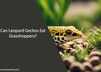 Can Leopard Geckos Eat Grasshoppers