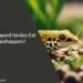 Can Leopard Geckos Eat Grasshoppers