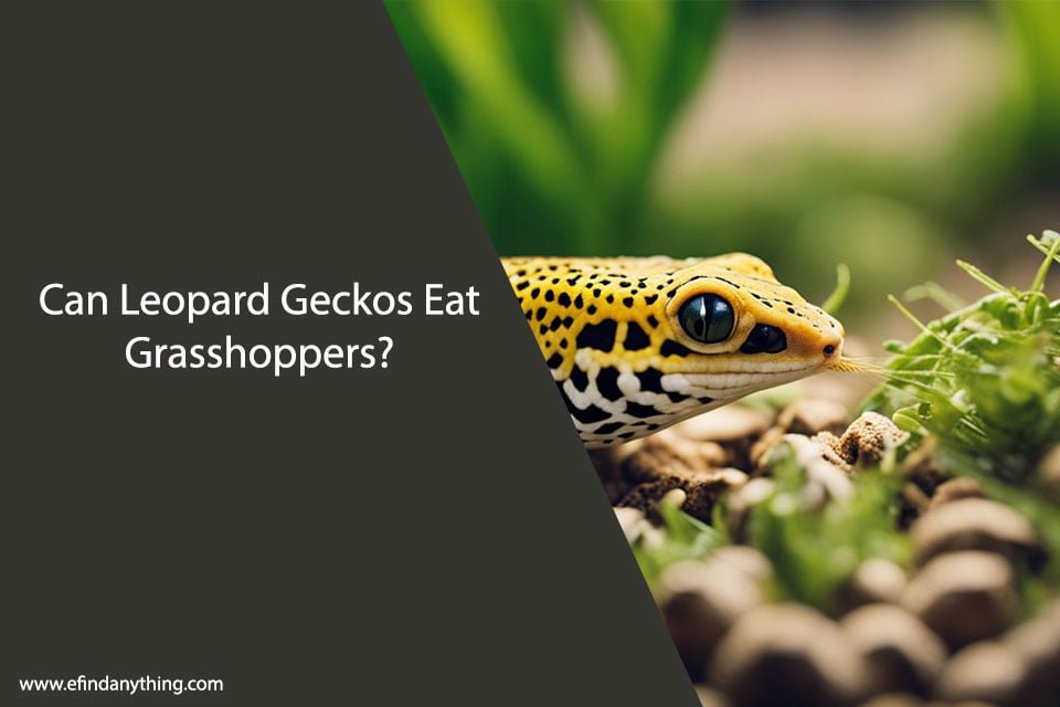 Can Leopard Geckos Eat Grasshoppers