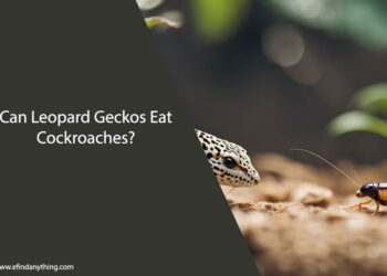Can Leopard Geckos Eat Cockroaches