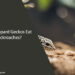 Can Leopard Geckos Eat Cockroaches