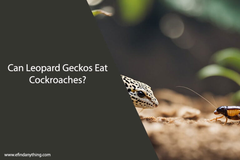 Can Leopard Geckos Eat Cockroaches