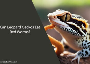 Can Leopard Geckos Eat Red Worms