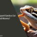 Can Leopard Geckos Eat Red Worms