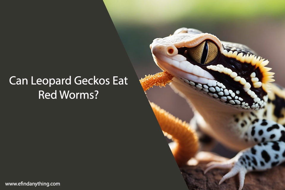Can Leopard Geckos Eat Red Worms