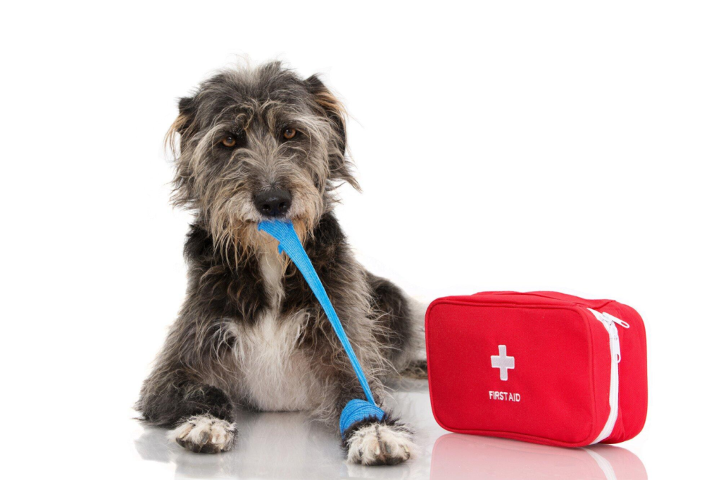 Best Dog First Aid Kit