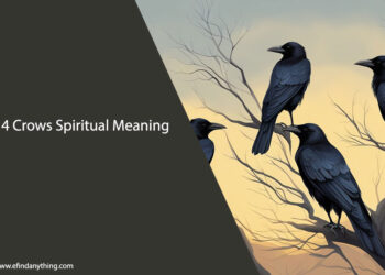4 Crows Spiritual Meaning