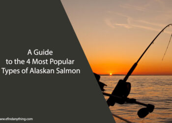 A Guide to the 4 Most Popular Types of Alaskan Salmon