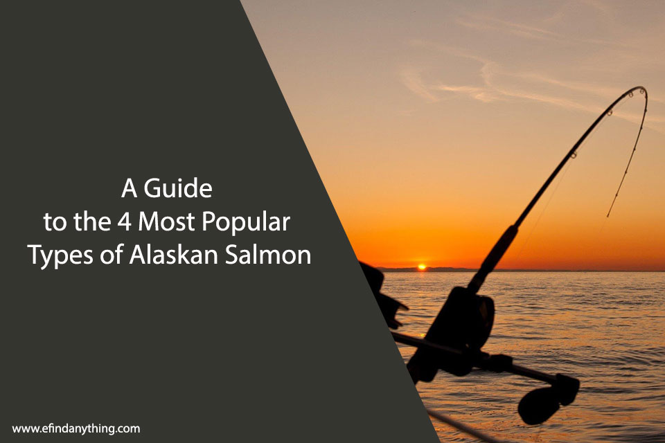 A Guide to the 4 Most Popular Types of Alaskan Salmon