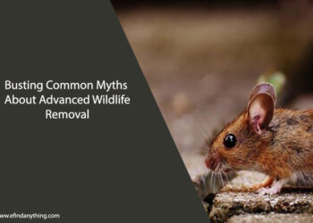 Advanced Wildlife Removal