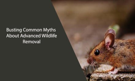 Busting Common Myths About Advanced Wildlife Removal