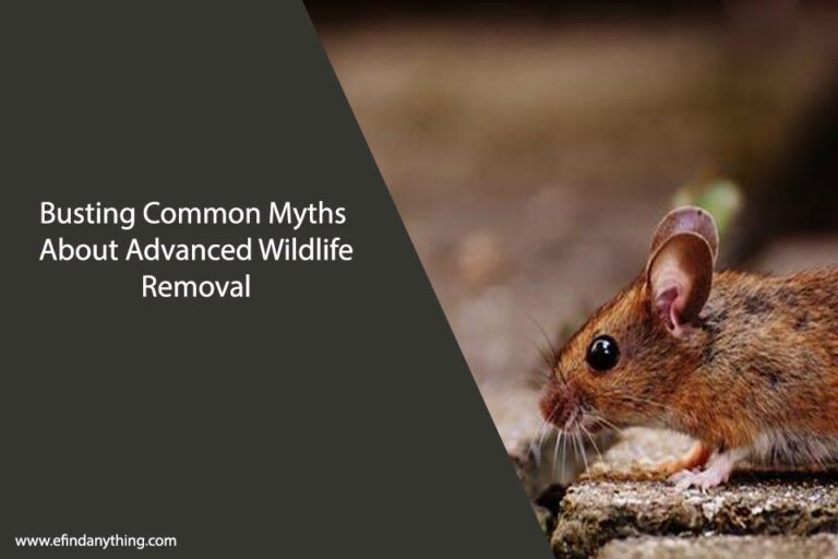 Advanced Wildlife Removal