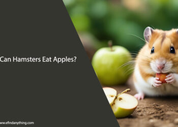 Can Hamsters Eat Apples
