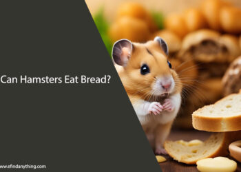 Can Hamsters Eat Bread