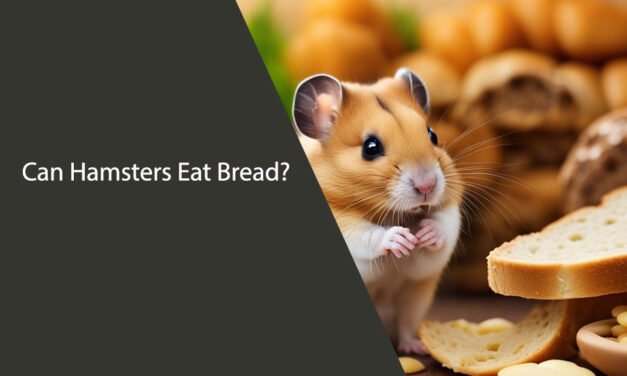 Can Hamsters Eat Bread? A Comprehensive Guide