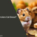 Can Hamsters Eat Bread