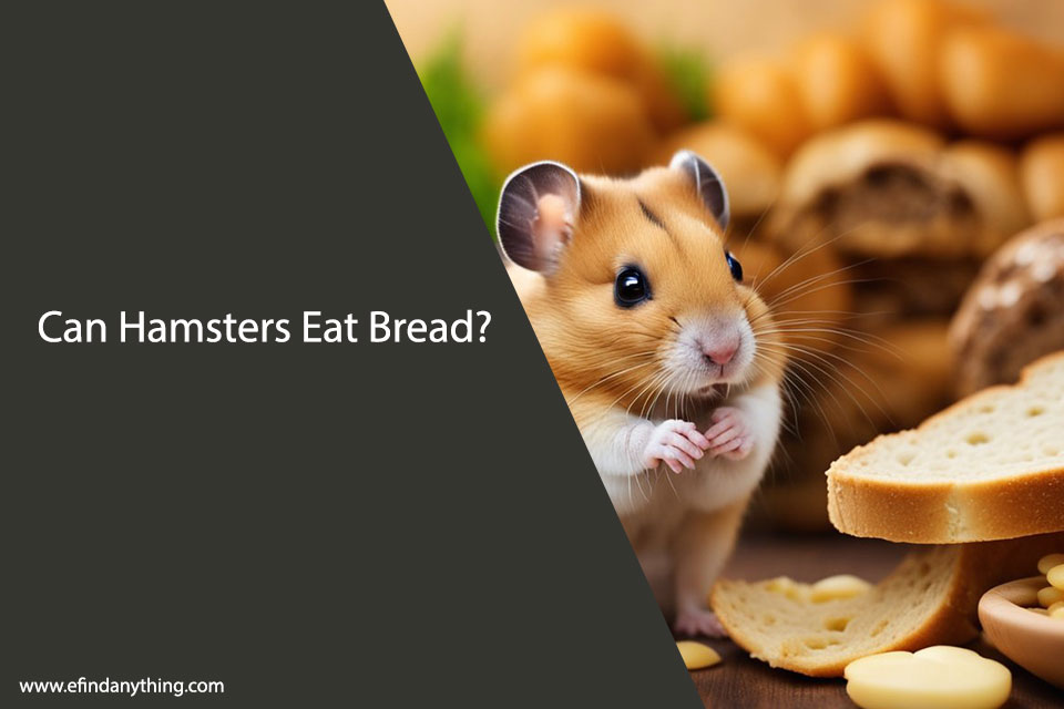 Can Hamsters Eat Bread