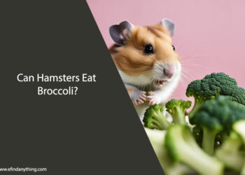 Can Hamsters Eat Broccoli