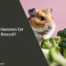 Can Hamsters Eat Broccoli