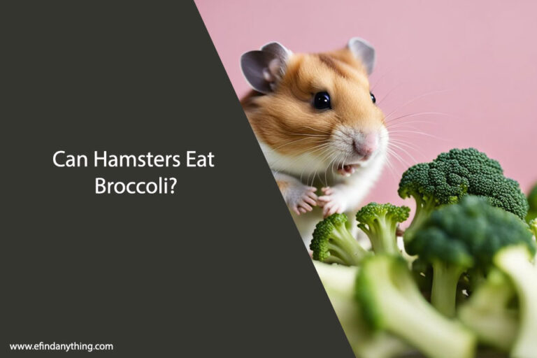Can Hamsters Eat Broccoli