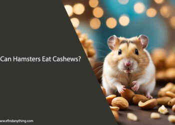 Can Hamsters Eat Cashews?