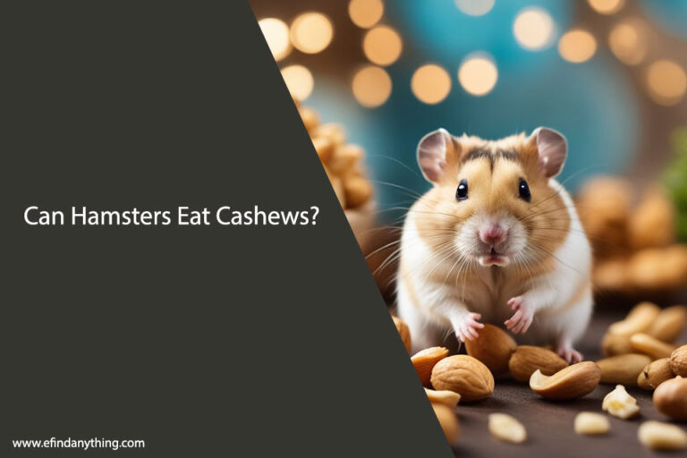 Can Hamsters Eat Cashews?