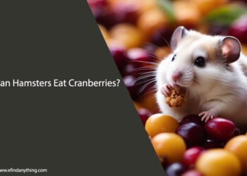 Can Hamsters Eat Cranberries
