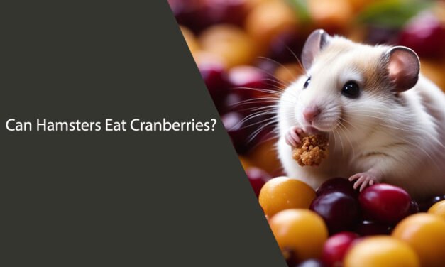 Can Hamsters Eat Cranberries: Everything You Need to Know