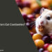 Can Hamsters Eat Cranberries