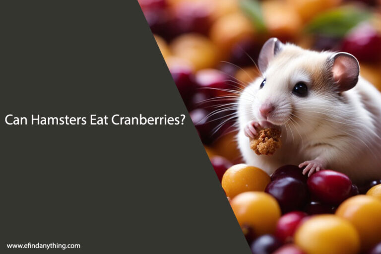 Can Hamsters Eat Cranberries