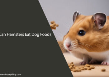 Can Hamsters Eat Dog Food