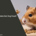 Can Hamsters Eat Dog Food