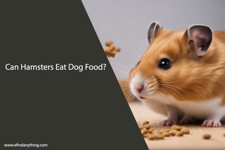 Can Hamsters Eat Dog Food