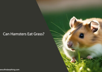 Can Hamsters Eat Grass