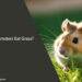 Can Hamsters Eat Grass