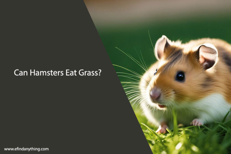 Can Hamsters Eat Grass