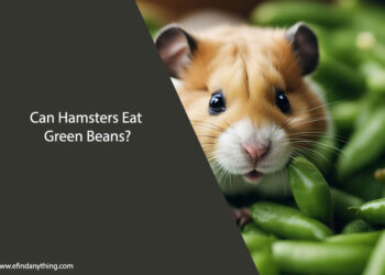 Can Hamsters Eat Green Beans