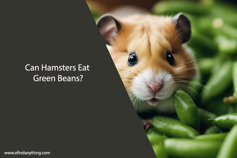 Can Hamsters Eat Green Beans